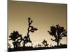 California, Joshua Tree National Park, Joshua Tree, Yucca Brevifolia, in Hidden Valley, Dawn, USA-Walter Bibikow-Mounted Photographic Print