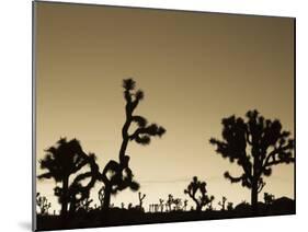 California, Joshua Tree National Park, Joshua Tree, Yucca Brevifolia, in Hidden Valley, Dawn, USA-Walter Bibikow-Mounted Photographic Print