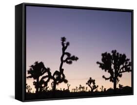 California, Joshua Tree National Park, Joshua Tree, Yucca Brevifolia, in Hidden Valley, Dawn, USA-Walter Bibikow-Framed Stretched Canvas