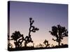 California, Joshua Tree National Park, Joshua Tree, Yucca Brevifolia, in Hidden Valley, Dawn, USA-Walter Bibikow-Stretched Canvas