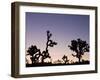 California, Joshua Tree National Park, Joshua Tree, Yucca Brevifolia, in Hidden Valley, Dawn, USA-Walter Bibikow-Framed Photographic Print