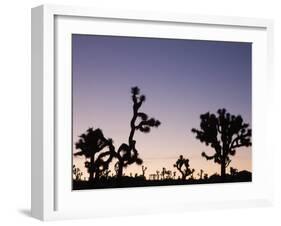 California, Joshua Tree National Park, Joshua Tree, Yucca Brevifolia, in Hidden Valley, Dawn, USA-Walter Bibikow-Framed Photographic Print