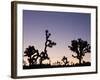 California, Joshua Tree National Park, Joshua Tree, Yucca Brevifolia, in Hidden Valley, Dawn, USA-Walter Bibikow-Framed Photographic Print