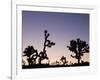 California, Joshua Tree National Park, Joshua Tree, Yucca Brevifolia, in Hidden Valley, Dawn, USA-Walter Bibikow-Framed Photographic Print