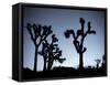 California, Joshua Tree National Park, Joshua Tree, Yucca Brevifolia, in Hidden Valley, Dawn, USA-Walter Bibikow-Framed Stretched Canvas