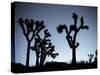 California, Joshua Tree National Park, Joshua Tree, Yucca Brevifolia, in Hidden Valley, Dawn, USA-Walter Bibikow-Stretched Canvas