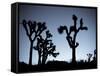 California, Joshua Tree National Park, Joshua Tree, Yucca Brevifolia, in Hidden Valley, Dawn, USA-Walter Bibikow-Framed Stretched Canvas