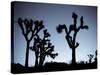 California, Joshua Tree National Park, Joshua Tree, Yucca Brevifolia, in Hidden Valley, Dawn, USA-Walter Bibikow-Stretched Canvas