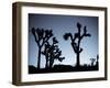 California, Joshua Tree National Park, Joshua Tree, Yucca Brevifolia, in Hidden Valley, Dawn, USA-Walter Bibikow-Framed Photographic Print