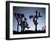 California, Joshua Tree National Park, Joshua Tree, Yucca Brevifolia, in Hidden Valley, Dawn, USA-Walter Bibikow-Framed Photographic Print