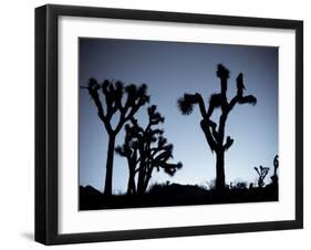 California, Joshua Tree National Park, Joshua Tree, Yucca Brevifolia, in Hidden Valley, Dawn, USA-Walter Bibikow-Framed Photographic Print