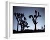 California, Joshua Tree National Park, Joshua Tree, Yucca Brevifolia, in Hidden Valley, Dawn, USA-Walter Bibikow-Framed Photographic Print