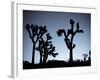 California, Joshua Tree National Park, Joshua Tree, Yucca Brevifolia, in Hidden Valley, Dawn, USA-Walter Bibikow-Framed Photographic Print