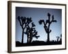 California, Joshua Tree National Park, Joshua Tree, Yucca Brevifolia, in Hidden Valley, Dawn, USA-Walter Bibikow-Framed Photographic Print