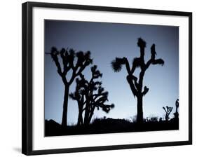 California, Joshua Tree National Park, Joshua Tree, Yucca Brevifolia, in Hidden Valley, Dawn, USA-Walter Bibikow-Framed Photographic Print