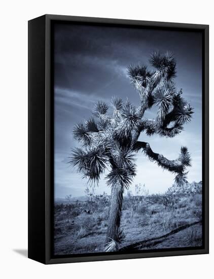 California, Joshua Tree National Park, Joshua Tree, Yucca Brevifolia, in Hidden Valley, USA-Walter Bibikow-Framed Stretched Canvas