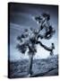 California, Joshua Tree National Park, Joshua Tree, Yucca Brevifolia, in Hidden Valley, USA-Walter Bibikow-Stretched Canvas