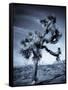 California, Joshua Tree National Park, Joshua Tree, Yucca Brevifolia, in Hidden Valley, USA-Walter Bibikow-Framed Stretched Canvas