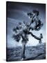 California, Joshua Tree National Park, Joshua Tree, Yucca Brevifolia, in Hidden Valley, USA-Walter Bibikow-Stretched Canvas