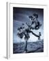 California, Joshua Tree National Park, Joshua Tree, Yucca Brevifolia, in Hidden Valley, USA-Walter Bibikow-Framed Photographic Print