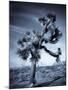 California, Joshua Tree National Park, Joshua Tree, Yucca Brevifolia, in Hidden Valley, USA-Walter Bibikow-Mounted Photographic Print