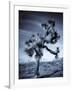 California, Joshua Tree National Park, Joshua Tree, Yucca Brevifolia, in Hidden Valley, USA-Walter Bibikow-Framed Photographic Print