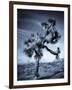 California, Joshua Tree National Park, Joshua Tree, Yucca Brevifolia, in Hidden Valley, USA-Walter Bibikow-Framed Photographic Print