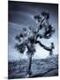 California, Joshua Tree National Park, Joshua Tree, Yucca Brevifolia, in Hidden Valley, USA-Walter Bibikow-Mounted Photographic Print