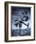 California, Joshua Tree National Park, Joshua Tree, Yucca Brevifolia, in Hidden Valley, USA-Walter Bibikow-Framed Premium Photographic Print