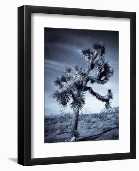 California, Joshua Tree National Park, Joshua Tree, Yucca Brevifolia, in Hidden Valley, USA-Walter Bibikow-Framed Premium Photographic Print