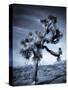 California, Joshua Tree National Park, Joshua Tree, Yucca Brevifolia, in Hidden Valley, USA-Walter Bibikow-Stretched Canvas