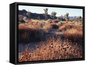 California, Joshua Tree National Park, Joshua Trees in the Mojave Desert-Christopher Talbot Frank-Framed Stretched Canvas