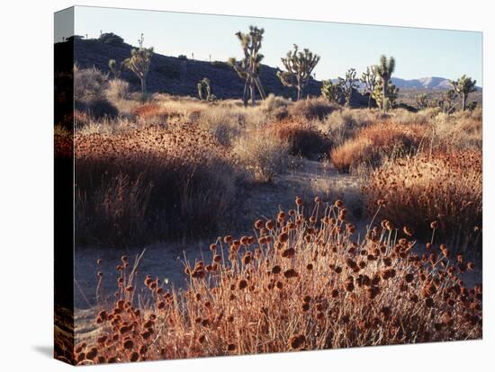 California, Joshua Tree National Park, Joshua Trees in the Mojave Desert-Christopher Talbot Frank-Stretched Canvas