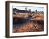 California, Joshua Tree National Park, Joshua Trees in the Mojave Desert-Christopher Talbot Frank-Framed Premium Photographic Print