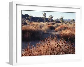 California, Joshua Tree National Park, Joshua Trees in the Mojave Desert-Christopher Talbot Frank-Framed Premium Photographic Print