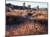 California, Joshua Tree National Park, Joshua Trees in the Mojave Desert-Christopher Talbot Frank-Mounted Premium Photographic Print