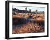 California, Joshua Tree National Park, Joshua Trees in the Mojave Desert-Christopher Talbot Frank-Framed Photographic Print