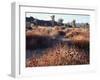 California, Joshua Tree National Park, Joshua Trees in the Mojave Desert-Christopher Talbot Frank-Framed Photographic Print