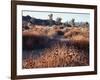 California, Joshua Tree National Park, Joshua Trees in the Mojave Desert-Christopher Talbot Frank-Framed Photographic Print