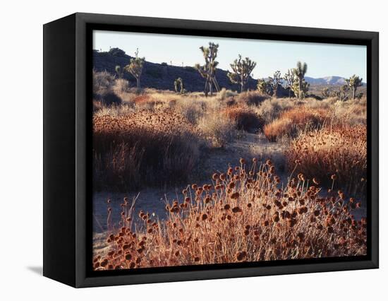 California, Joshua Tree National Park, Joshua Trees in the Mojave Desert-Christopher Talbot Frank-Framed Stretched Canvas