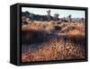 California, Joshua Tree National Park, Joshua Trees in the Mojave Desert-Christopher Talbot Frank-Framed Stretched Canvas