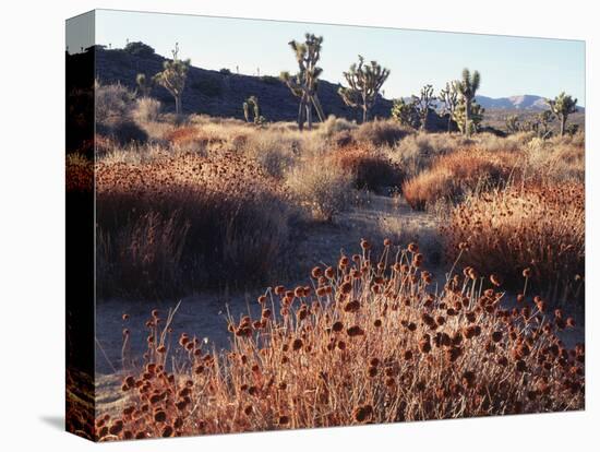 California, Joshua Tree National Park, Joshua Trees in the Mojave Desert-Christopher Talbot Frank-Stretched Canvas