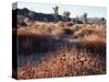 California, Joshua Tree National Park, Joshua Trees in the Mojave Desert-Christopher Talbot Frank-Stretched Canvas