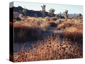 California, Joshua Tree National Park, Joshua Trees in the Mojave Desert-Christopher Talbot Frank-Stretched Canvas