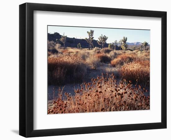 California, Joshua Tree National Park, Joshua Trees in the Mojave Desert-Christopher Talbot Frank-Framed Photographic Print