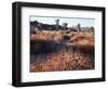 California, Joshua Tree National Park, Joshua Trees in the Mojave Desert-Christopher Talbot Frank-Framed Photographic Print