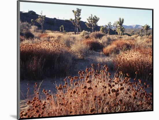 California, Joshua Tree National Park, Joshua Trees in the Mojave Desert-Christopher Talbot Frank-Mounted Photographic Print