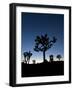 California, Joshua Tree National Park, Joshua Trees, USA-Michele Falzone-Framed Photographic Print