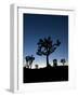 California, Joshua Tree National Park, Joshua Trees, USA-Michele Falzone-Framed Photographic Print