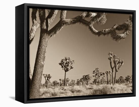 California, Joshua Tree National Park, Joshua Trees, USA-Michele Falzone-Framed Stretched Canvas